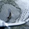image:imageKastKing Brutus Fishing Net Foldable Extendable Fish Landing Net Lightweight amp Portable Fishing Net with Soft EVA Foam Handle Holds up to 44lbs20KG FishFriendly Mesh for a Safe Release31 Total Lengthnot extendable