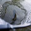 image:imageKastKing Brutus Folding Landing Net with Boat Hook Foldable Extendable Lightweight amp Strong MultiFunctional Builtin Boat Hook NonSlip amp Bright Orange TPR Handle Two Nets OptionsSilicone Net  75 Full
