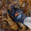 image:imageKastKing IceRiver Fishing Gloves 100 Waterproof Gloves for Men amp Women Cold Weather Fishing amp Outdoor Sports Ideal for Ice Fishing amp Winter ActivitiesPrym1 Blackout